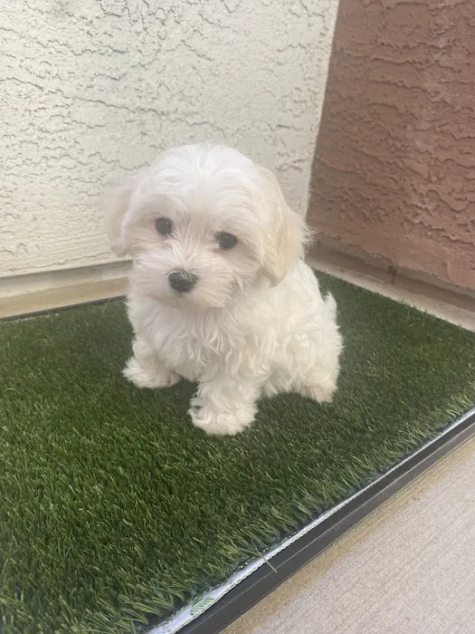 Paw Palace Puppies 10