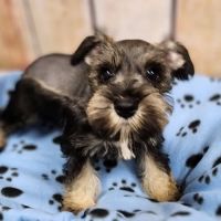 Petland Tucson ico