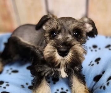 Petland Tucson