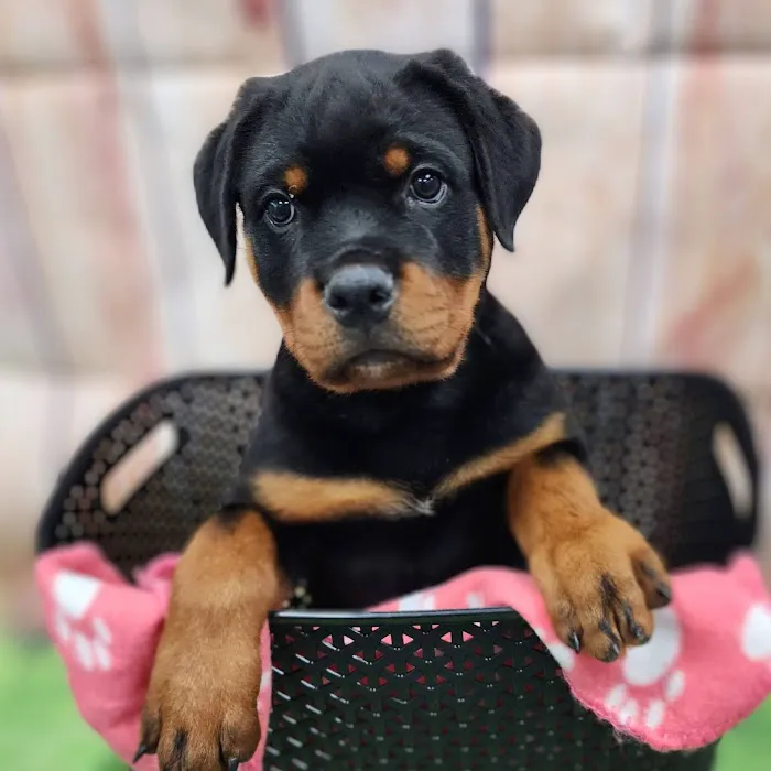 Petland Tucson 8