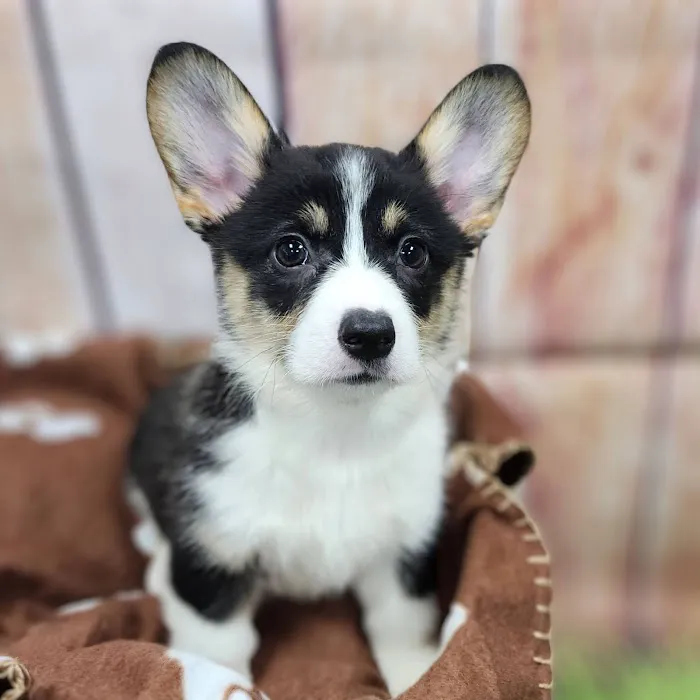 Petland Tucson 10