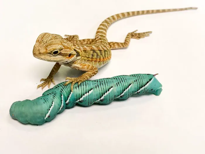 Ever Evolving Exotics 3