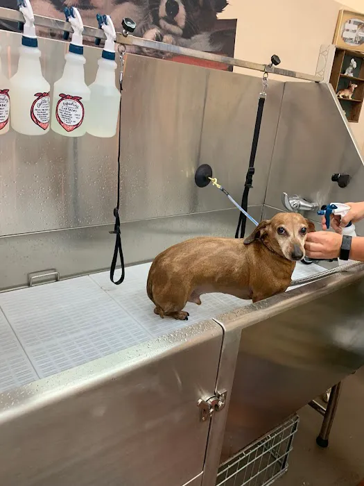 Rosie's Barket DIY Dog Wash OV 6