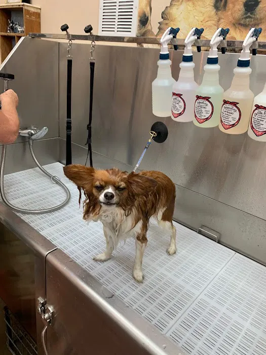Rosie's Barket DIY Dog Wash OV 9