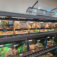 Cold Blooded Exotics ico
