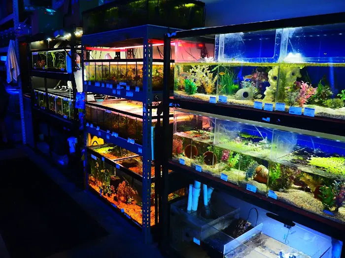 Shark Reef 2