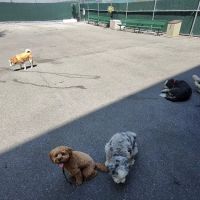 Tribeca Dog Run ico