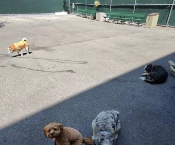 Tribeca Dog Run