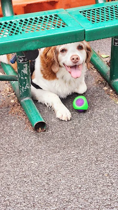 Tribeca Dog Run 2