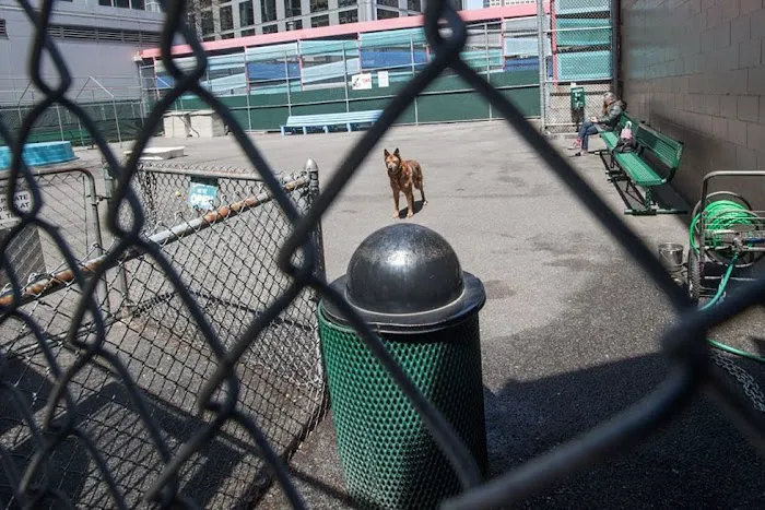 Tribeca Dog Run 9