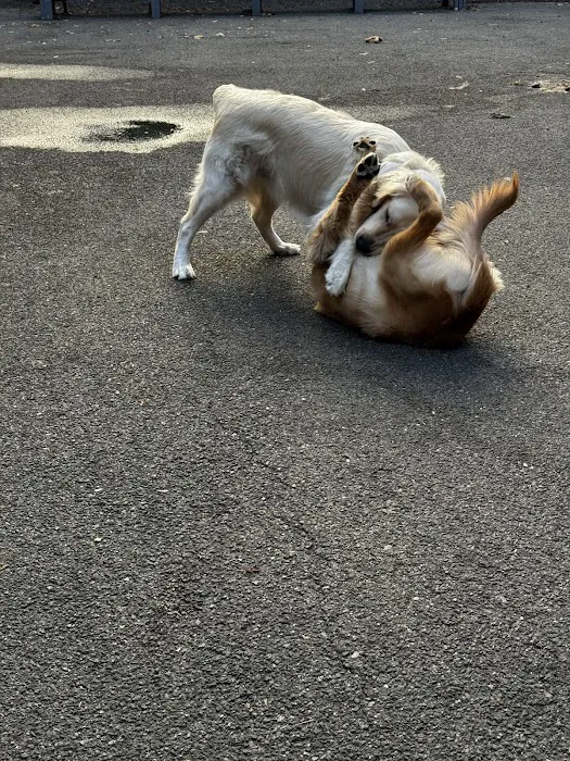 Tribeca Dog Run 5