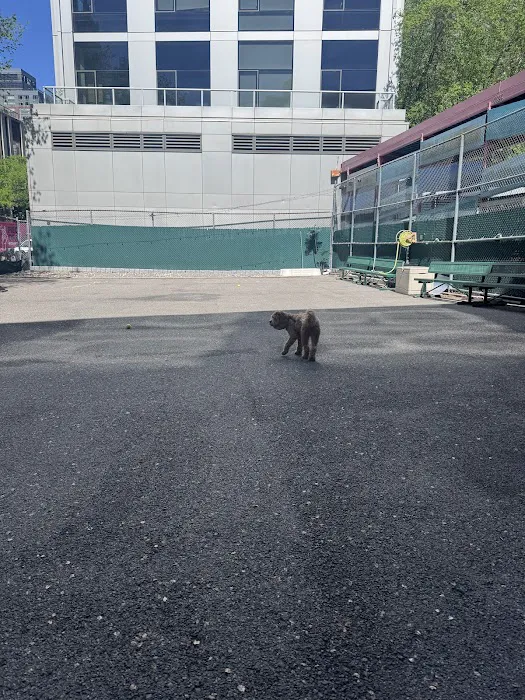 Tribeca Dog Run 4