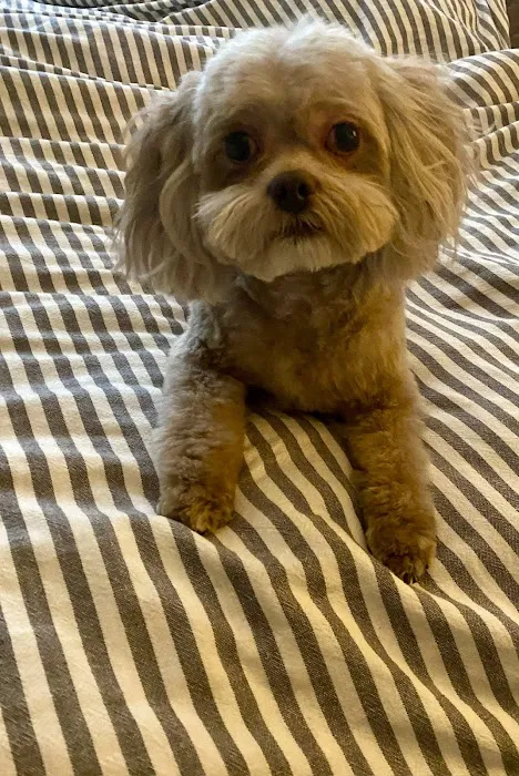 And Toto Too Grooming 3
