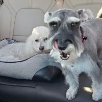 And Toto Too Grooming ico
