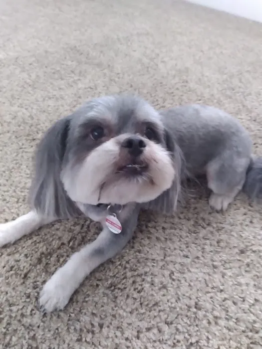 And Toto Too Grooming 7