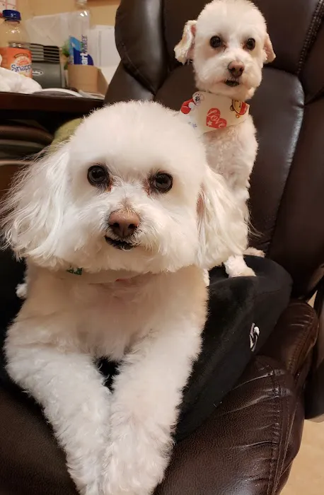 And Toto Too Grooming 10