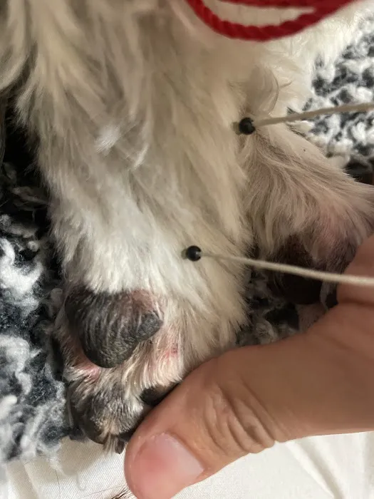 And Toto Too Grooming 8