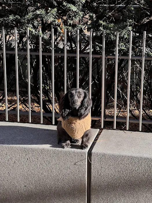 North End Dog Run 2
