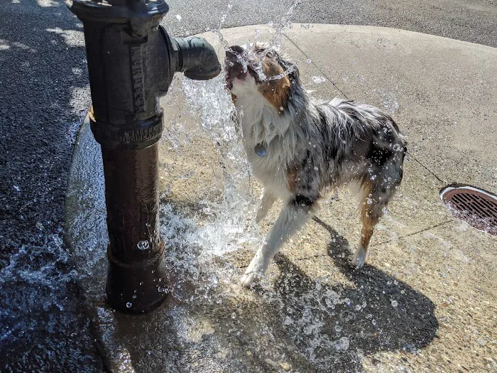 Sirius Dog Run 4
