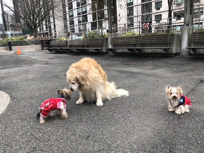 Sirius Dog Run 3