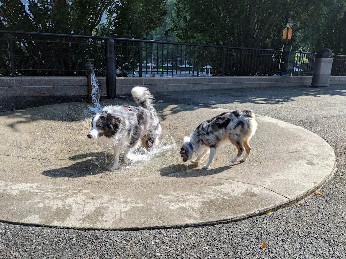 Sirius Dog Run 6