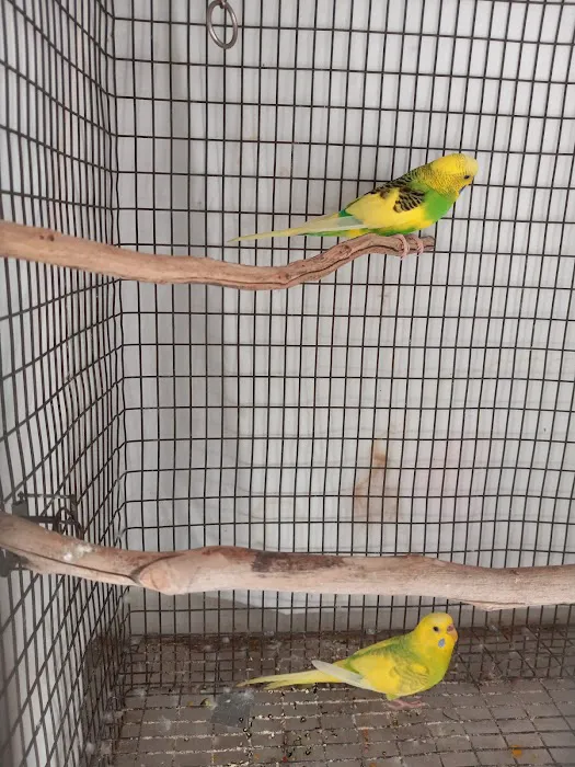 Arizona Parrots, Call for appointment to visit 2