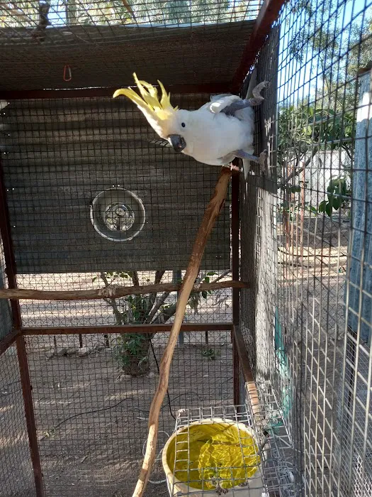 Arizona Parrots, Call for appointment to visit 1