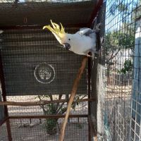 Arizona Parrots, Call for appointment to visit ico