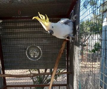 Arizona Parrots, Call for appointment to visit