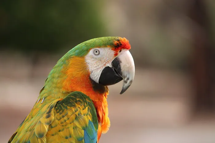 Arizona Parrots, Call for appointment to visit 8