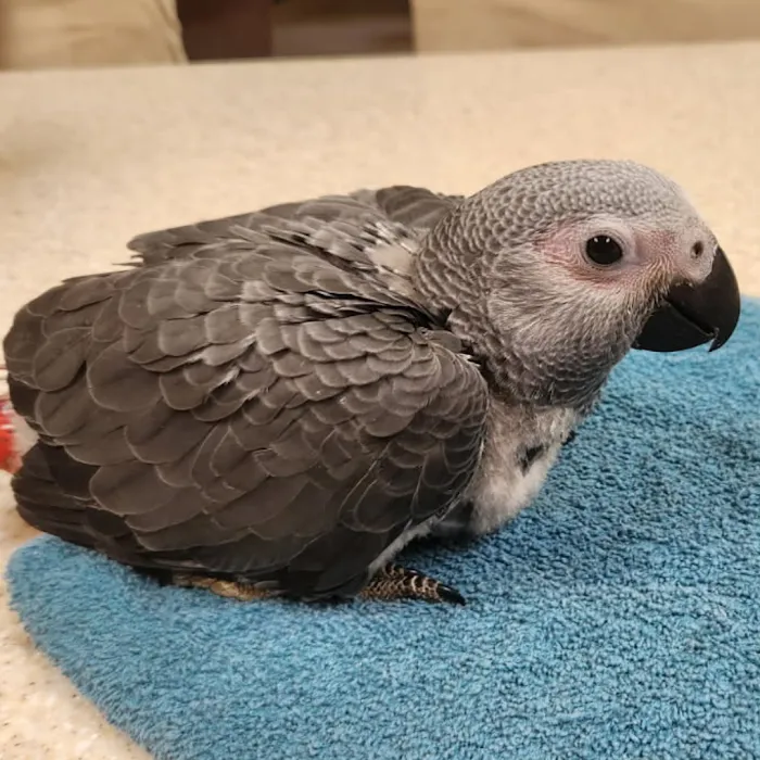 Arizona Parrots, Call for appointment to visit 10