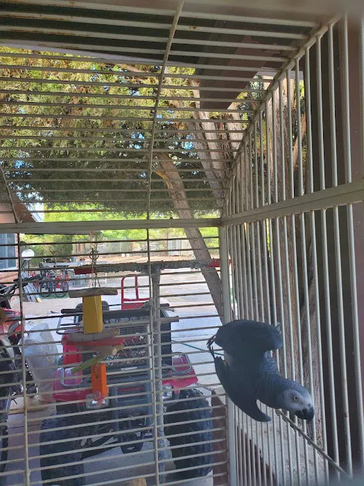 Arizona Parrots, Call for appointment to visit 6