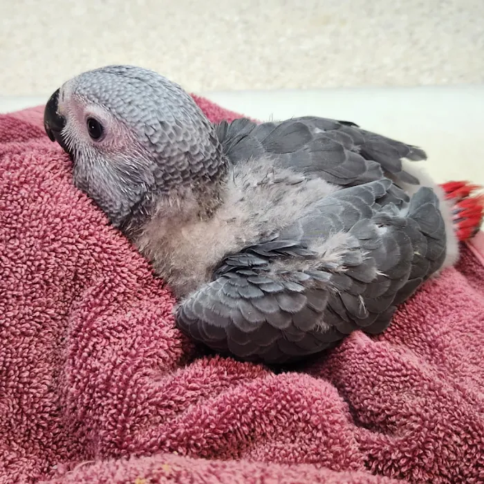 Arizona Parrots, Call for appointment to visit 9