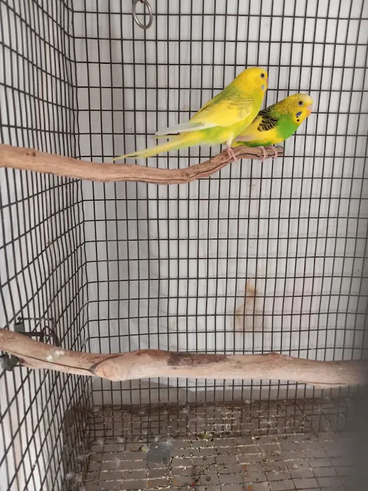 Arizona Parrots, Call for appointment to visit 7