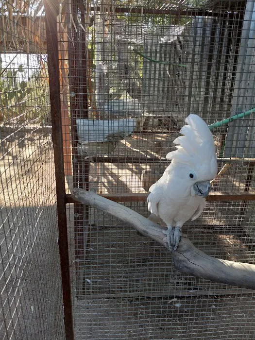 Arizona Parrots, Call for appointment to visit 3
