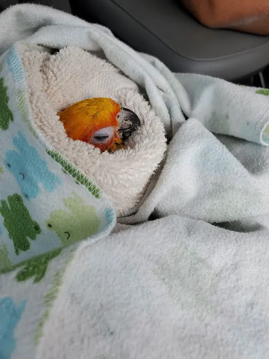 Arizona Parrots, Call for appointment to visit 5