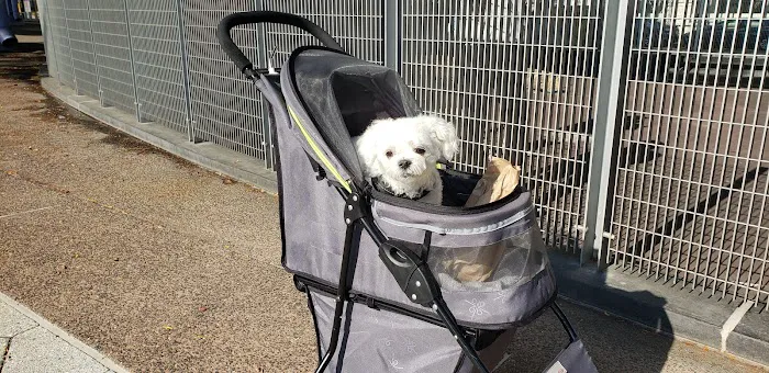 Parks Dog Run 10