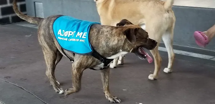Parks Dog Run 5