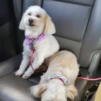 Petco ico