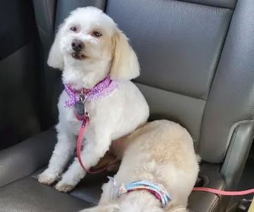Petco