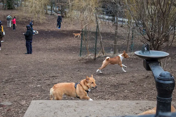 Hillside Dog Park 3