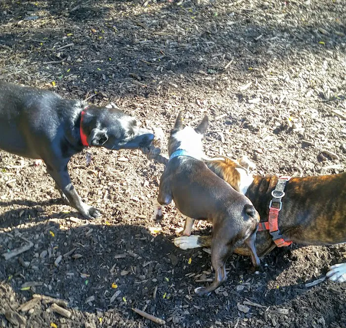 Hillside Dog Park 10