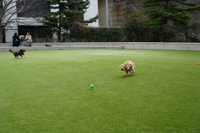 Pier 6 Dog Run 2