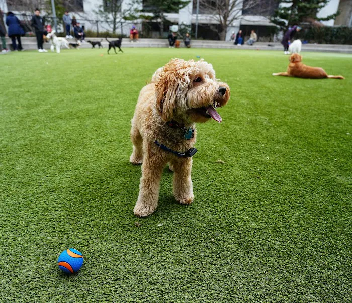 Pier 6 Dog Run 3