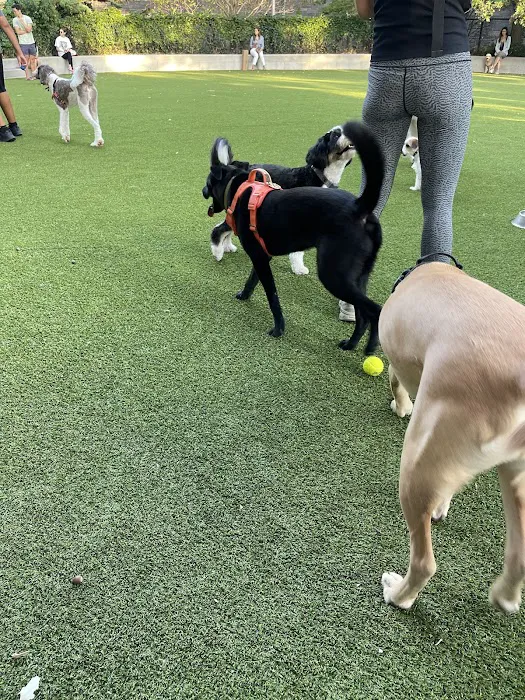 Pier 6 Dog Run 1