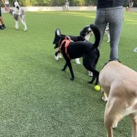 Pier 6 Dog Run ico