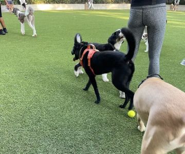 Pier 6 Dog Run