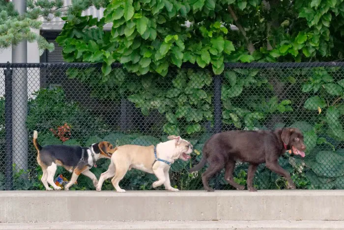 Pier 6 Dog Run 6