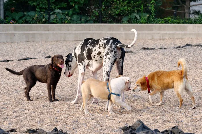 Pier 6 Dog Run 7