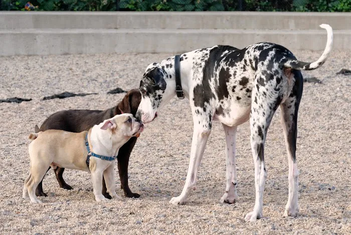 Pier 6 Dog Run 5